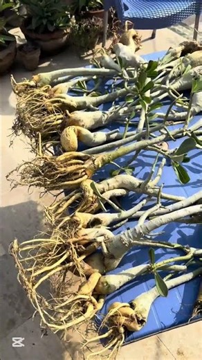 Adenium repotting and pruning#adenium #pruning #repotting #shorts