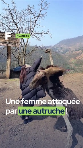 L’autruche a un mécanisme de défense redoutable ! 💨🦅 Ne vous fiez pas à son allure paisible : l’autruche est le plus grand et le plus lourd oiseau du monde, capable de courir jusqu’à 70 km/h, mais sa véritable force réside dans ses pattes puissantes. Une vidéo filmée dans le Yunnan, en Chine, montre une femme provoquant ouvertement l’animal, ignorant les signes de stress et d’agitation qui annonçaient une riposte imminente… #science #planète #autruche #animaux #insolite | Futura - Inspirons l'