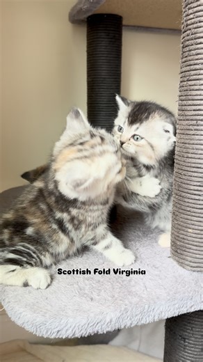 Scottish Fold Virginia Cattery USA🇺🇸 on Instagram: "Sibling love isn’t always gentle… sometimes it comes with a little face slapping 😸💞 All part of growing up together — learning boundaries, manners, and how to play with heart. ✨ From Scottish Fold Virginia – TICA & CFA registered cattery, the only officially recognized cattery of excellence in Virginia. Scottish Fold Virginia cattery. Where well bred beauty meets show class temperament. Follow @scottishfoldvirginia — to watch kittens grow i