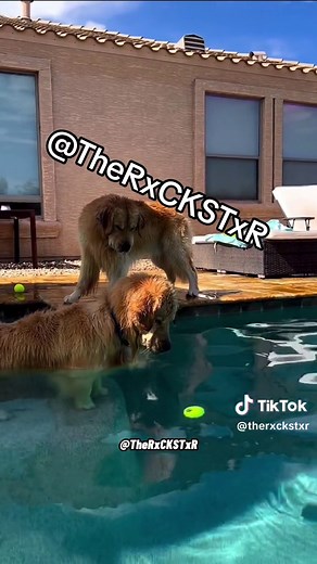 RxCKSTxR (@therxckstxr)’s video of Dog Voice Over