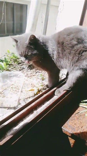 cat on windows eating #cat #shorts #cats