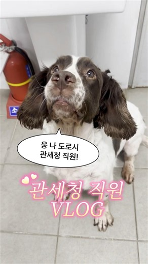 ⋆｡°관세청 직원 도로시 브이로그🐕𐬹 ˙ ｡ ˚ ༘
