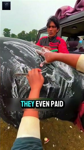 the buffalo is shaved and polished to increase its price