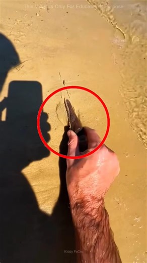 #pets #puppy #animals #cute #shortsviral #viralvideos