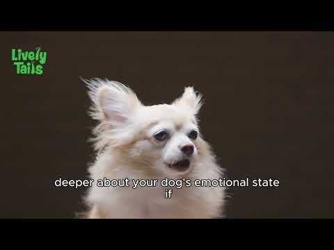 Why Dogs Chase Their Tails | Dog Behavior Explained