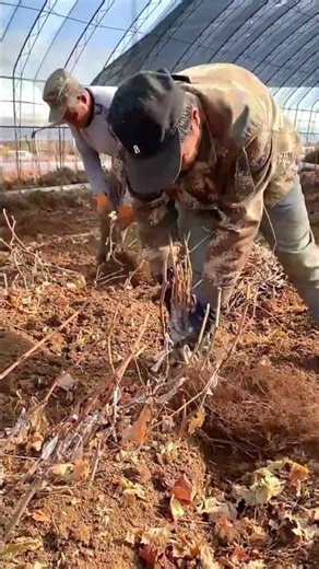 Preparing Grapevine Cuttings for Winter Storage #shorts