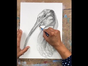 Scarlett Ibis drawing