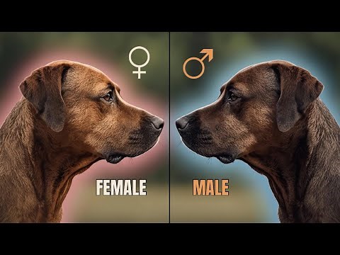 Male vs Female Dogs: Shocking Differences in Behavior, Personality, Health & Training Explained