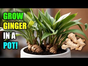 The Best Way to Grow Ginger Root in a Pot