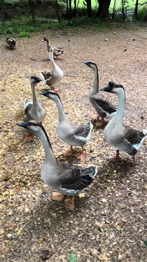The goslings are growing up fast ♥️ #farmlife #farm #homesteading #homestead #funnyanimals #geese #goslings #bird #birds #fly #fyp