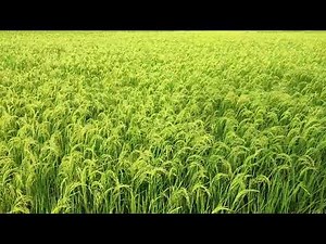 Green Paddy Field