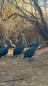 Sounds of Guinea Fowl in The Morning #birds | Wildest Kruger Sightings
