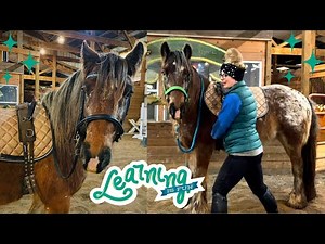 INTRODUCING THE SURCINGLE TO MY YOUNG HORSE *Training Video*
