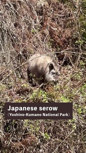Animals of the Kinki Region’s national parks 🐦🐾 If you'd like to get to know the animals of Japan, please leave a “💖” in the comments! In the Kinki Region, you’ll find spectacular endemic species, including a National Special Natural Monument. 🦌 🦌 Japanese serow (year-round): Keep an eye out for this National Special Natural Monument, an endemic species of Japan, when exploring the region’s mountainous areas. 🦀 Chigo crab (spring–summer): These small crabs live in the tidal flats of estuar