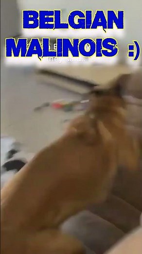 Hyperactivity in dogs 😜🔥🐕‍🦺 Belgian Malinois.