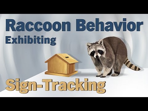 Raccoon Behavior Exhibiting Sign-Tracking