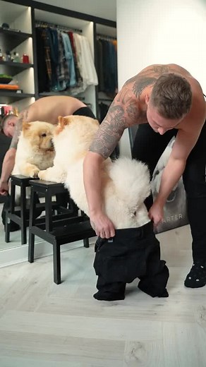 Puppy Training Tips with Funny Dogs and Animals