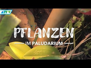 🦎Perfekter Pflanzenwuchs im Goldstaubtaggecko Paludarium | GeckoTagebuch