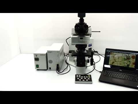 Olympus BX61 Upright Fluorescence Motorized Microscope [BOSTONIND] -42372