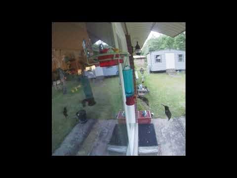 Full video: Hummingbirds feeding during the 2025 migration in the southern United States