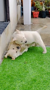 #👀 Cute 🥰Cute Puppies 🐶fighting .. . . . . . . . . . . . . . #lablove #lab #labra #labrador_class #puppiesofinstagram #puppiesofnyc #puppiespedia #blacklabrador #puppyfight #puppyplay #puppypalace #puppypaws #puppyplaytime #puppygram #puppylove #labradorretriever #labradors #doggydaycare #doggy #doggytheworld #thatsjustmybabydoggy #doggyheaven #doggyfriends #dog #dogsofinstagram #dogoftheday #doglover #dogplaying #🥰 | Cutepuppy316