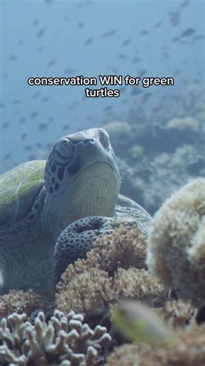 POSITIVE NEWS 🗣️🗣️ Green turtles have been moved from “Endangered” to “Least concern” on the IUCN Red List thanks to decades of hard work and conservation efforts around the globe. A huge congratulations to our wealth of incredible sea turtles researchers who have contributed to this amazing progress, and continue to work tirelessly for sea turtle conservation. Footage freely available from @openplanetorg and some clips from to @bjgodley. #marineconservation #iucnredlist #greenturtles #seaturt