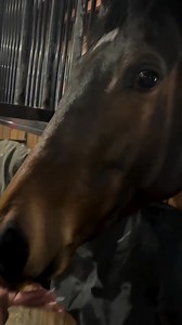 273 reactions | Tell your horse "I love you" with SaddleBox! Each box features gourmet treats, tack & more. Get 50% OFF your first box with the code "LOVEHORSES" | SaddleBox | Facebook