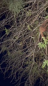 5.2K views · 63 reactions | A kingsnake climbing in a tree, found by Nikolaus in Tucson recently. Kingsnakes are one of several species of snakes that spend a good amount of time in branches looking for prey. | Rattlesnake Solutions | Facebook