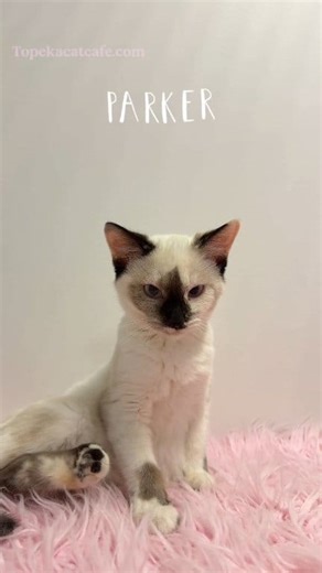 1.9K views · 57 reactions | Meet these sweethearts at the cat cafe this week. Www.topekacatcafe.com #TopekaCatCafe #TopekaKS #ThingsToDoInTopeka #Topeka #VisitTopekacatcafe #visittopeka #Topeka #Topekaks #thingstodointopeka #Topekacatcafe #topekasgenerositynetwork #topekawhiskerwarriors #cutecats #adoptacat #kansascats #kansaskittens #catcafe #lawrenceks #Manhattanks #kck #Kansascity #catcafe #kittenroom | Topeka Cat Cafe | Facebook