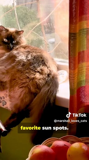 Cat Memory Explained: How Long Felines Really Remember You Think your cat forgets you after a vacation? Think again! This video breaks down feline memory: short-term vs long-term, scent and sound cues, and the subtle signs your cat still recognizes you — from seeking your clothes to slow blinks. Backed by science and vet observations, learn why cats remember owners for months or even years when routines and care are consistent. Like and share if this eased your post-trip worries — tell us in the