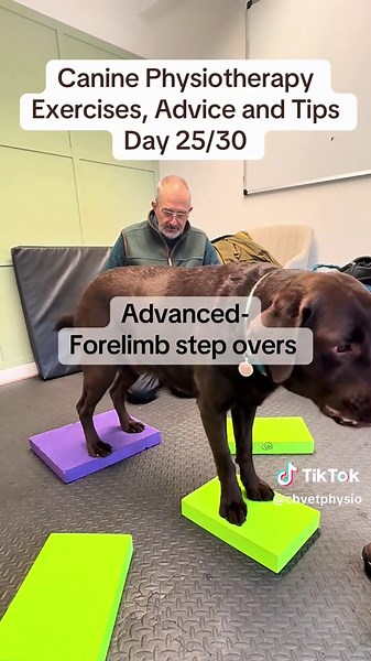 🐾 Step overs are a great exercise for improving hindlimb stability, core engagement and proprioception. By keeping the hindlimbs stable on the foam pad while the forelimbs step laterally between pads, the dog must stabilise through the pelvis, spine and shoulders, improving balance and neuromuscular control. ⚠️ Do not perform if your dog has acute pain, lameness, neurological deficits, or without professional guidance if your dog has an existing injury. #caninerehab #caninephysio #dogphysio #ve