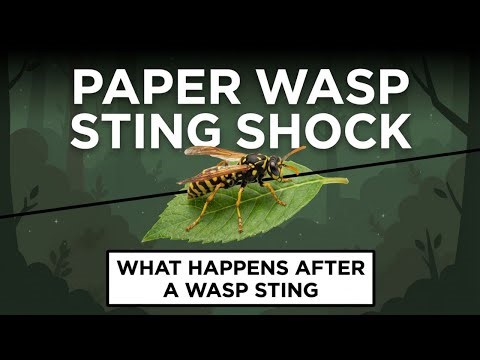 Paper Wasps: Sophisticated, Territorial, Misunderstood