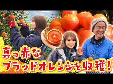 Akimoto Manatsu experiences harvesting Mediterranean-born, Ehime-grown "blood oranges"! ~We also ...