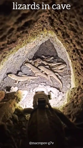 "Exploring a Cave Filled with Lizards | Hidden World of Reptiles" #animalshorts #shorts #microcamera