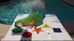 Parrots Solve Complex Puzzles on Their Own