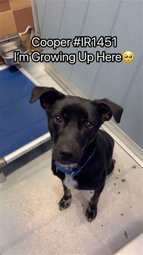 Did you know that black animals are less likely to be adopted just because of their coloring? 🥺 Unfortunately, Black Dog Syndrome (BDS) is real and it affects the animals in our care. These adorable pups are waiting at North Shore Animal League America in Port Washington, NY #getyourrescueon #blackdog #rescuedogs #rescuedogsoftiktok #rescuedogsrock #adopt #adoptme #blackdogs #shelterdog #shelterdogs | North Shore Animal League America