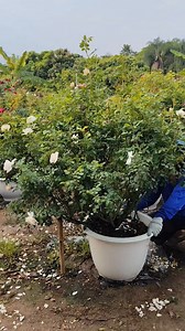 Crocus rose #กุหลาบพื้นราบ #กุหลาบแดดแรง #สวนน้องเปอร์เป | สวน น้องเปอร์เป