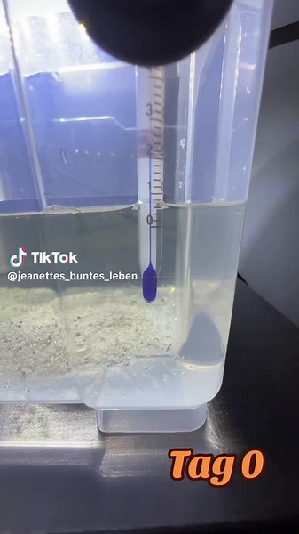 #aquarium #urzeitkrebs #urzeitkrebsezüchten #triops #triopszucht #triopszüchten #tadpoleshrimp #australiensis @TriopsGalaxy