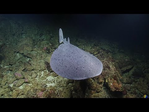 Pacific Electric Ray Dazzles From a Distance | Nautilus Live