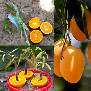 647K views · 10K reactions | Mango Tree Propagation In Orange Fruit | How To Grow Mango Tree From Cutting In Orange Fruit | Rana Craft | Facebook