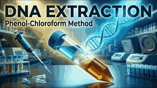 Phenol Chloroform Method of DNA Extraction | Principle, Protocol, Reagents Troubleshooting | Mahrukh Saeed Gillani