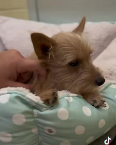 4.5K views · 174 reactions | Meet some of our dogs available to adopt...