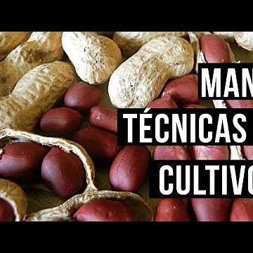 Como Sembrar Maní o Cacahuate | Fácil y práctico.