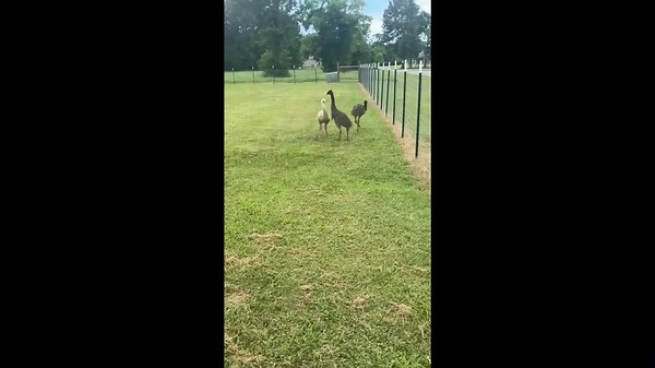Emus play and chase each other in Gonzales, Louisiana, USA