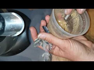 Perruche ondulé, élevage à la main.