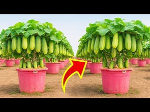 Grow Giant Cucumbers in Tubs with Huge Harvests