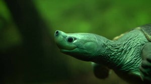 149K views · 749 reactions | Zoo Praha chová přes 40 druhů želv a patří ke světové špičce v jejich ochraně! Pro želvy vytváří prostředí co nejbližší jejich přirozenému prostředí, což dokazuje i úspěšné rozmnožení kriticky ohrožené želvy dlaždicovité a batagura bengálského. | PRAHA TV | Facebook