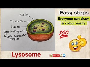 How to draw lysosomes | Structure of Lysosome | Step by step