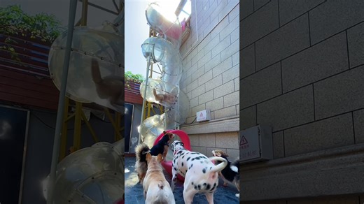 Dogs going down tube slide.