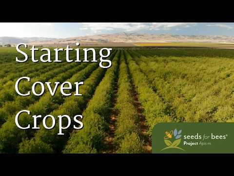 Cover Crops for Beginners